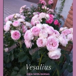 Vesalius / Везаліус
